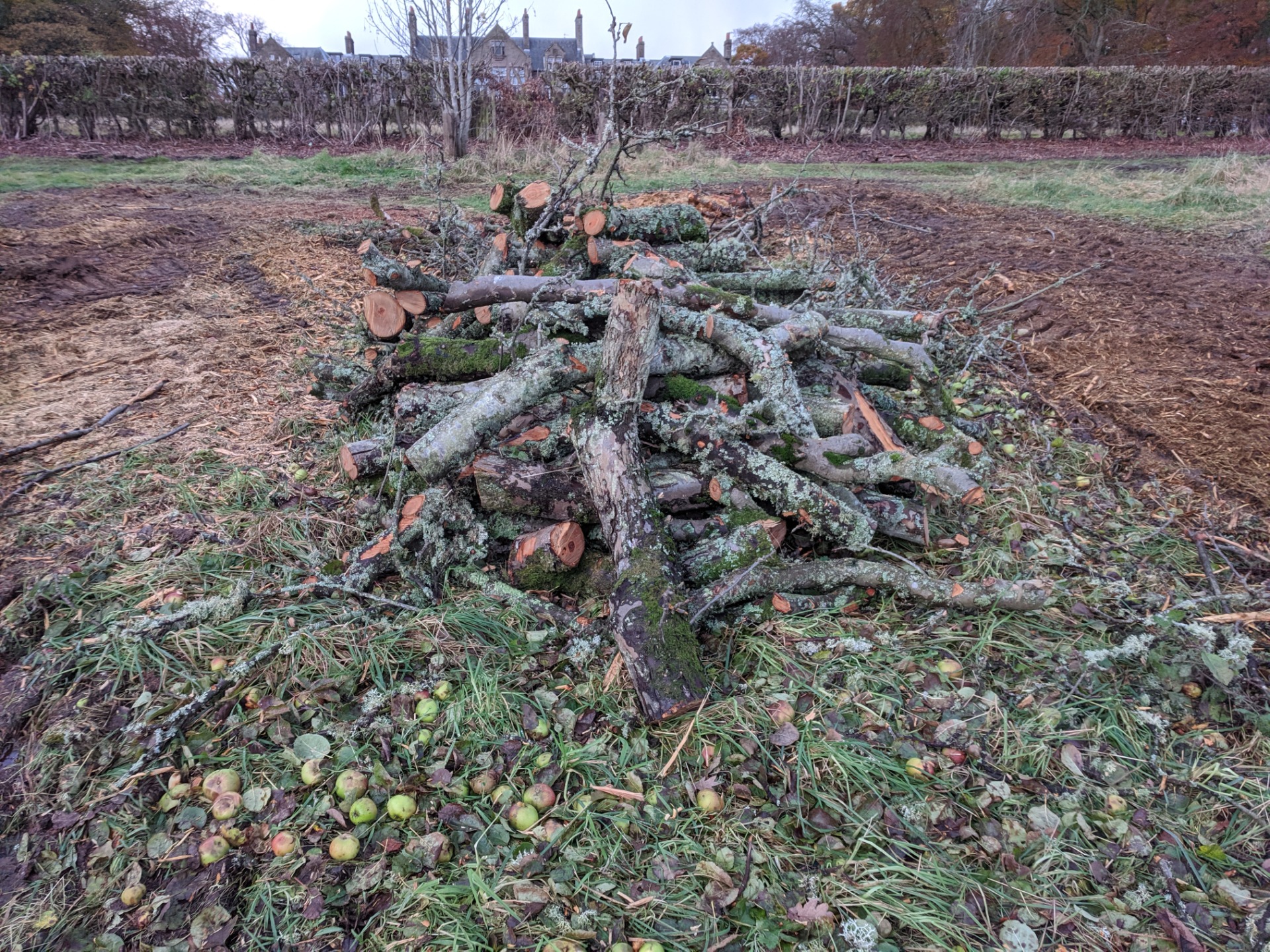 Suunnyside apple felled