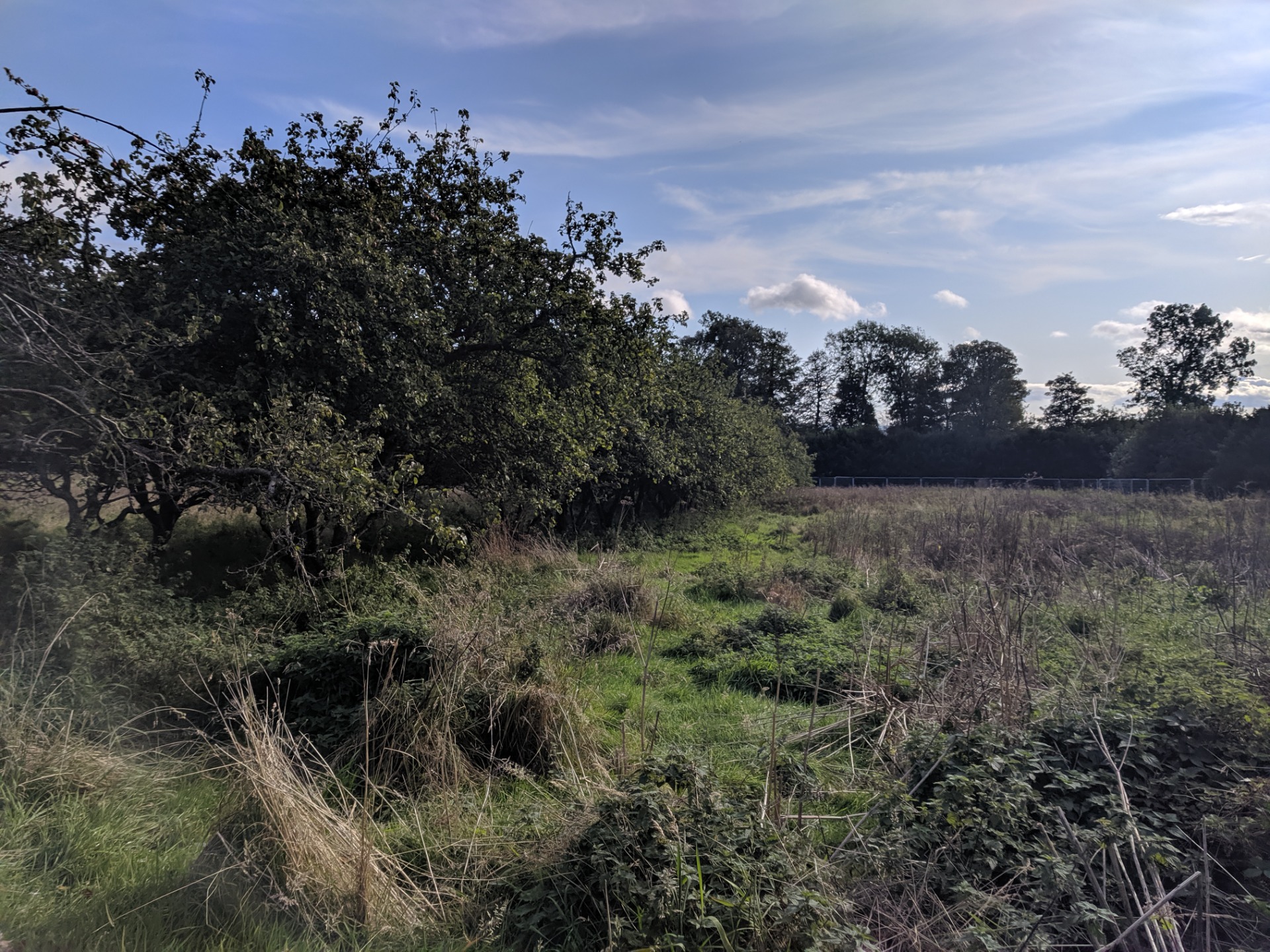 Apple trees at Sunnyside Hospital