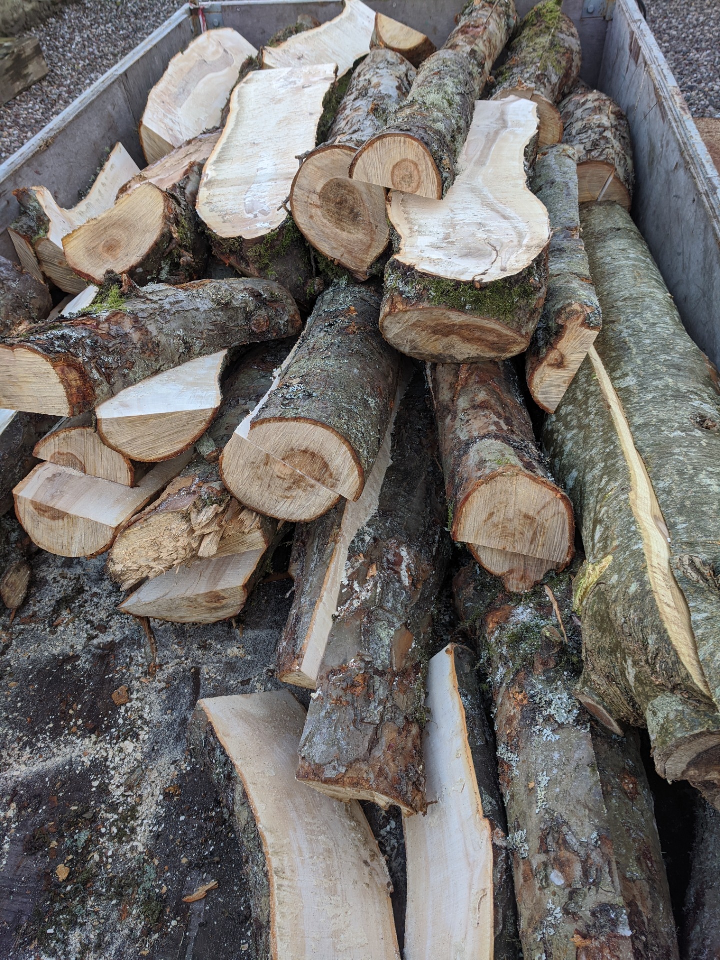 Apple tree logs cut into lengths for waxing